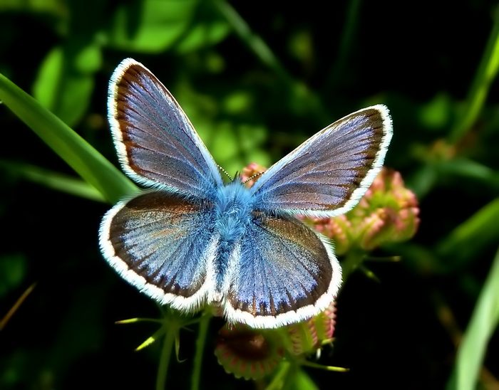 Plebejus (Plebejus) argus - Ritrattino